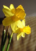 narcis 0557.JPG